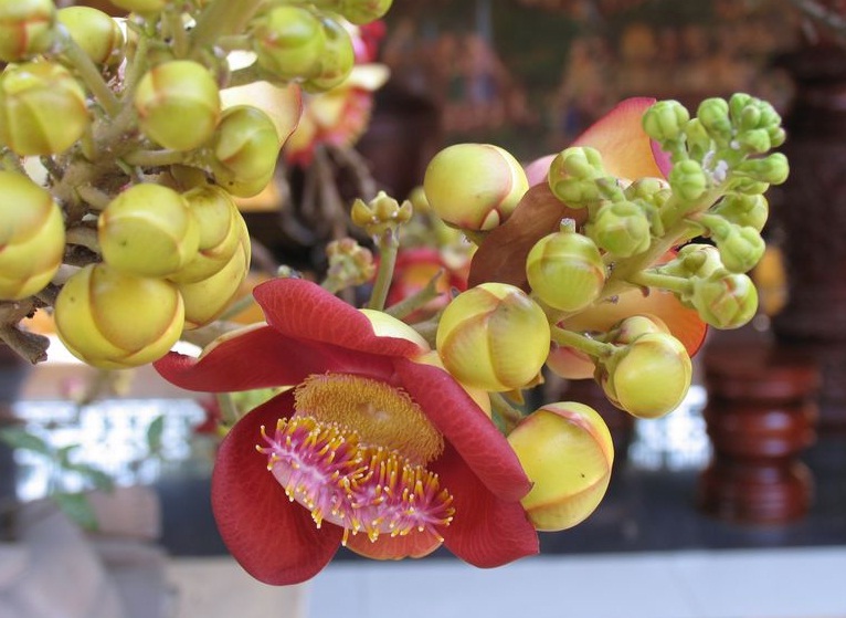 Des fruits du Cambodge